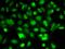 Estrogen Related Receptor Gamma antibody, orb330422, Biorbyt, Immunofluorescence image 