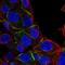 Protein 4.1 antibody, NBP2-58715, Novus Biologicals, Immunofluorescence image 