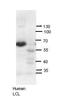 Autoimmune Regulator antibody, orb329678, Biorbyt, Western Blot image 