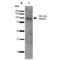 Trafficking Kinesin Protein 2 antibody, LS-C773218, Lifespan Biosciences, Western Blot image 