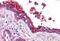 Tubulin antibody, MBS246053, MyBioSource, Immunohistochemistry paraffin image 