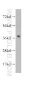 Mitogen-Activated Protein Kinase Kinase 6 antibody, 12745-1-AP, Proteintech Group, Western Blot image 