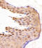 COP9 Signalosome Subunit 2 antibody, MBS9207742, MyBioSource, Immunohistochemistry frozen image 