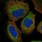 Zw10 Kinetochore Protein antibody, NBP2-38644, Novus Biologicals, Immunofluorescence image 