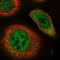 RAD23 Homolog B, Nucleotide Excision Repair Protein antibody, NBP1-89699, Novus Biologicals, Immunofluorescence image 