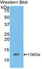 High Mobility Group AT-Hook 1 antibody, LS-C294505, Lifespan Biosciences, Western Blot image 