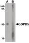 Glycerophosphodiester Phosphodiesterase Domain Containing 5 antibody, PA5-38048, Invitrogen Antibodies, Western Blot image 