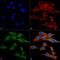 Rubicon Autophagy Regulator antibody, PA5-77807, Invitrogen Antibodies, Immunofluorescence image 