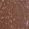 Olfactory Receptor Family 6 Subfamily P Member 1 antibody, NBP1-92231, Novus Biologicals, Immunohistochemistry frozen image 