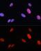 FOS Like 2, AP-1 Transcription Factor Subunit antibody, GTX64443, GeneTex, Immunofluorescence image 