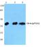 Casein Kinase 1 Alpha 1 antibody, PA5-36790, Invitrogen Antibodies, Western Blot image 