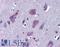 Tripartite Motif Containing 2 antibody, LS-B4967, Lifespan Biosciences, Immunohistochemistry frozen image 