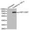 Heat Shock Transcription Factor 1 antibody, LS-C336005, Lifespan Biosciences, Western Blot image 