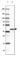 Guanine nucleotide-binding protein G(o) subunit alpha antibody, HPA040878, Atlas Antibodies, Western Blot image 