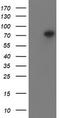 Peptidyl Arginine Deiminase 4 antibody, LS-C173989, Lifespan Biosciences, Western Blot image 