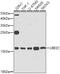 Ubiquitin Conjugating Enzyme E2 C antibody, 19-701, ProSci, Western Blot image 