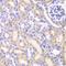 Adenylate Kinase 4 antibody, orb48275, Biorbyt, Immunohistochemistry paraffin image 