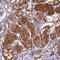 TLC Domain Containing 1 antibody, NBP1-85834, Novus Biologicals, Immunohistochemistry frozen image 