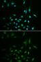 Small ubiquitin-related modifier 3 antibody, GTX54706, GeneTex, Immunocytochemistry image 