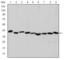 Actin Alpha 2, Smooth Muscle antibody, abx016068, Abbexa, Western Blot image 