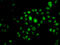 Homeobox protein Hox-B7 antibody, 22-559, ProSci, Immunofluorescence image 