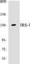 Insulin Receptor Substrate 1 antibody, EKC1309, Boster Biological Technology, Western Blot image 