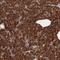 Syntaxin 5 antibody, PA5-51565, Invitrogen Antibodies, Immunohistochemistry frozen image 