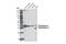 Tropomyosin alpha-1 chain antibody, 3913S, Cell Signaling Technology, Western Blot image 