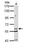 Potassium Voltage-Gated Channel Modifier Subfamily G Member 1 antibody, NBP2-17027, Novus Biologicals, Western Blot image 