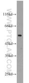 Tubulin beta antibody, 10094-1-AP, Proteintech Group, Western Blot image 