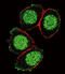 Paired Box 6 antibody, A00273-1, Boster Biological Technology, Immunofluorescence image 