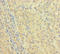 Immunoglobulin Heavy Constant Gamma 1 (G1m Marker) antibody, orb24642, Biorbyt, Immunohistochemistry paraffin image 