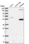 Syndecan 3 antibody, NBP2-56049, Novus Biologicals, Western Blot image 