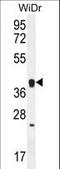 Olfactory Receptor Family 2 Subfamily T Member 8 antibody, LS-C163179, Lifespan Biosciences, Western Blot image 