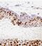 Kelch Domain Containing 3 antibody, FNab04606, FineTest, Immunohistochemistry paraffin image 