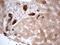 Phosphoglycerate Dehydrogenase antibody, NBP2-46389, Novus Biologicals, Immunohistochemistry frozen image 