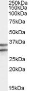 G Protein-Coupled Receptor 3 antibody, EB07945, Everest Biotech, Western Blot image 