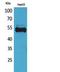 Ubiquitin A-52 Residue Ribosomal Protein Fusion Product 1 antibody, A04905-1, Boster Biological Technology, Western Blot image 