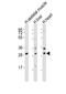 Archaelysin Family Metallopeptidase 1 antibody, PA5-49443, Invitrogen Antibodies, Western Blot image 