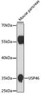 Ubiquitin Specific Peptidase 46 antibody, 18-142, ProSci, Western Blot image 
