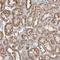 Fumarate Hydratase antibody, NBP1-89815, Novus Biologicals, Immunohistochemistry frozen image 