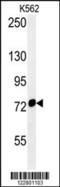 Heat Shock Protein Family A (Hsp70) Member 9 antibody, 55-063, ProSci, Western Blot image 