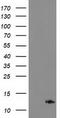 Phosphodiesterase 6G antibody, TA503705S, Origene, Western Blot image 