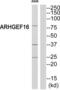 Ephexin-4 antibody, abx014823, Abbexa, Western Blot image 