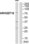 Rho Guanine Nucleotide Exchange Factor 16 antibody, abx014823, Abbexa, Western Blot image 