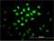 Musashi RNA Binding Protein 1 antibody, LS-B4373, Lifespan Biosciences, Immunofluorescence image 