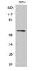 Docking Protein 3 antibody, A09019, Boster Biological Technology, Western Blot image 