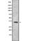 Taste 2 Receptor Member 50 antibody, abx218882, Abbexa, Western Blot image 