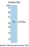 Ornithine Decarboxylase 1 antibody, LS-C302794, Lifespan Biosciences, Western Blot image 