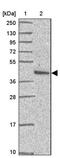 Pre-MRNA Processing Factor 38A antibody, PA5-62730, Invitrogen Antibodies, Western Blot image 